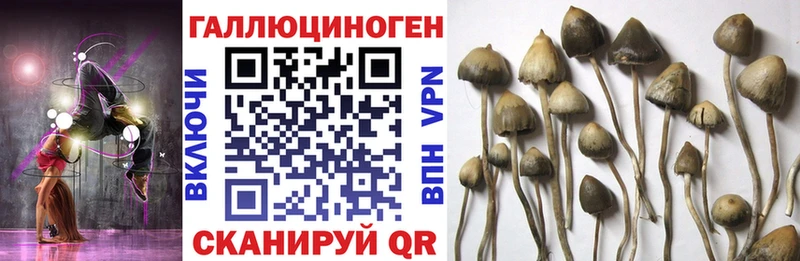 где найти   Армавир  Галлюциногенные грибы Psilocybe 